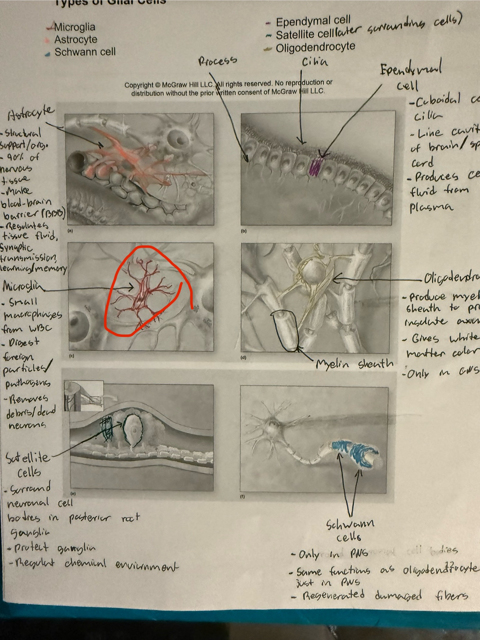 <ul><li><p>Glial cell</p></li><li><p>Immune cell for nervous system </p></li></ul><p></p>