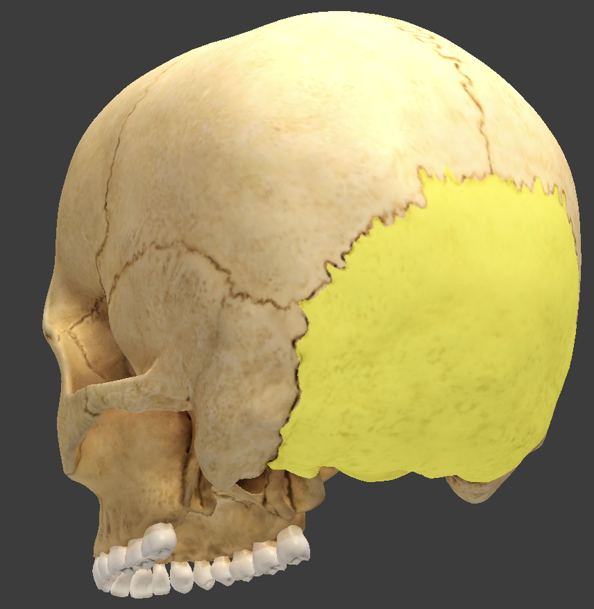 <p>located in the rear of the skull</p><p></p>
