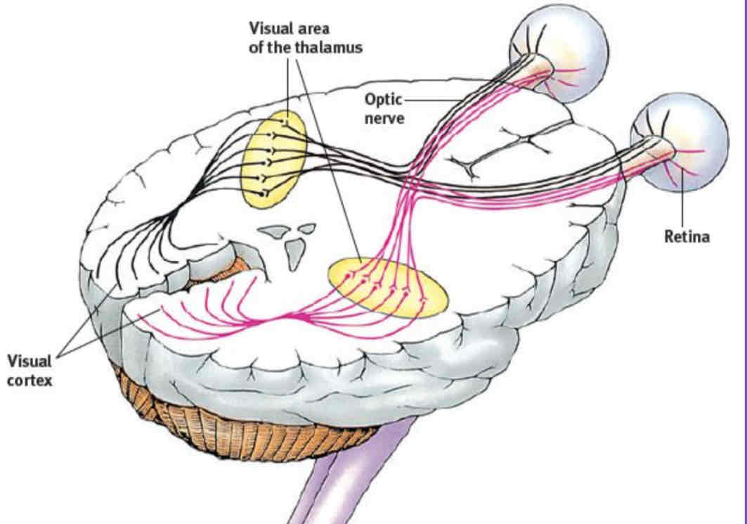 <p>What happens to the neural impulse after it exits the eye?</p>