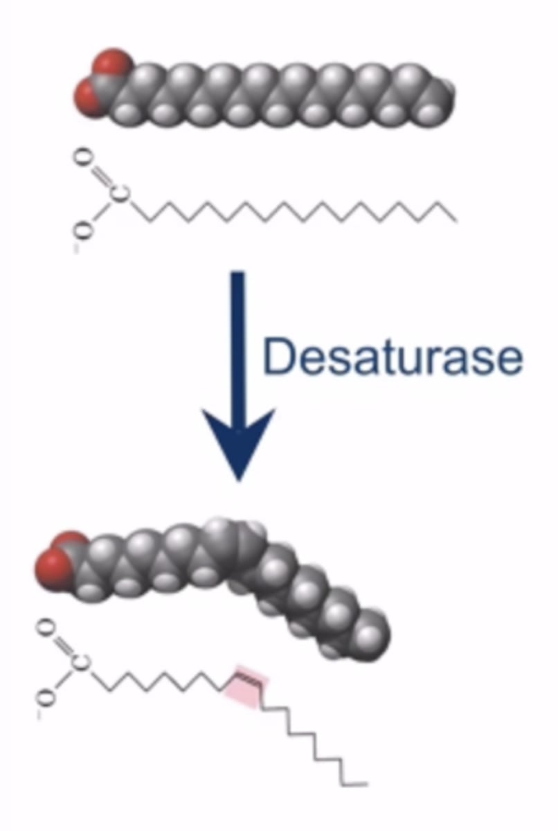 <p>desaturases removes hydrogen from precise locations along the fatty acid chain -> unsaturated the chain (more unsaturation, more fluidity)</p><p>most organisms adjust their fluidity by regulating desaturization expression, as more unsaturated fatty acids means a more fluid membrane regardless of the temperature</p>
