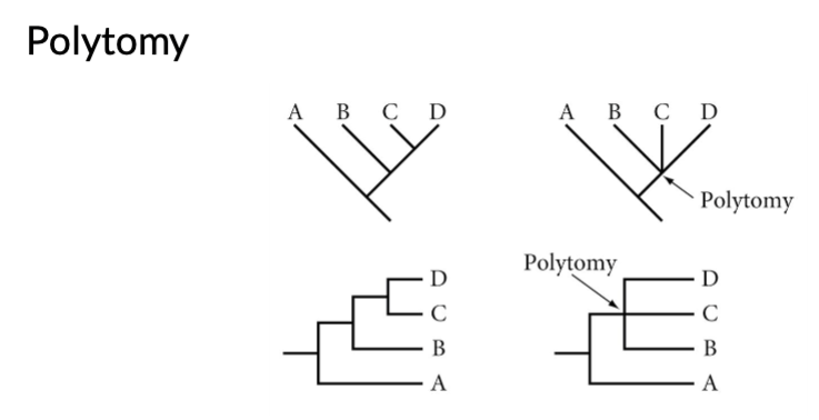 <p>Used to indicate uncertainty in the correct branching pattern</p>