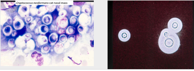 <p>what species is seen here?</p>