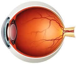 <p>vitreous humor </p>
