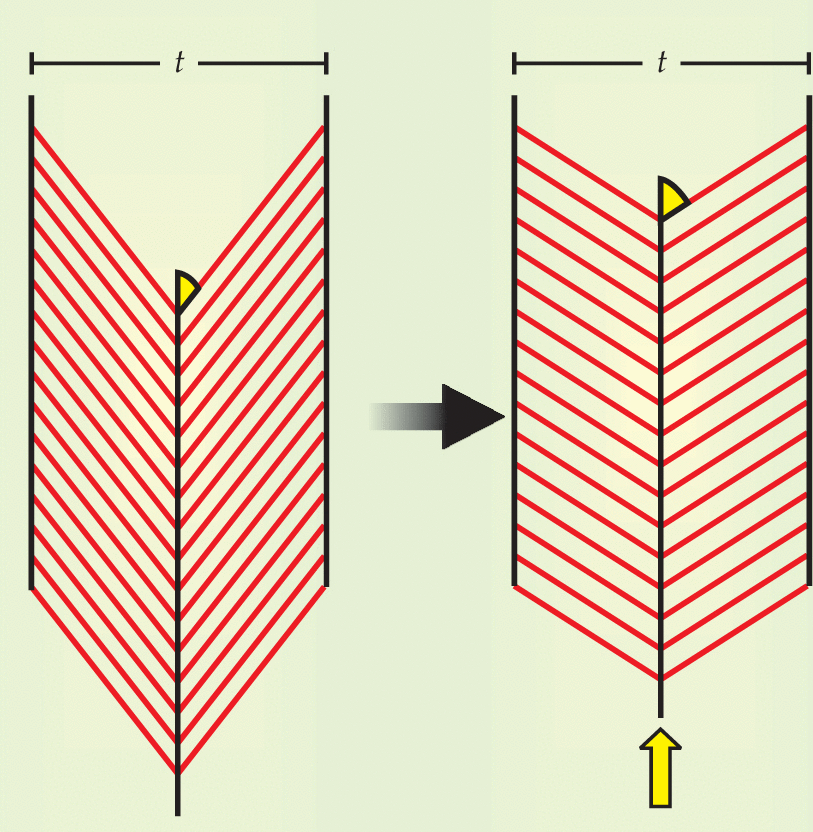 pennate muscles --> shorter fibres, shorter distance to contract, economical, higher force