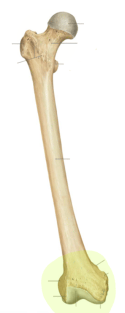 <p>extremitas distalis</p>