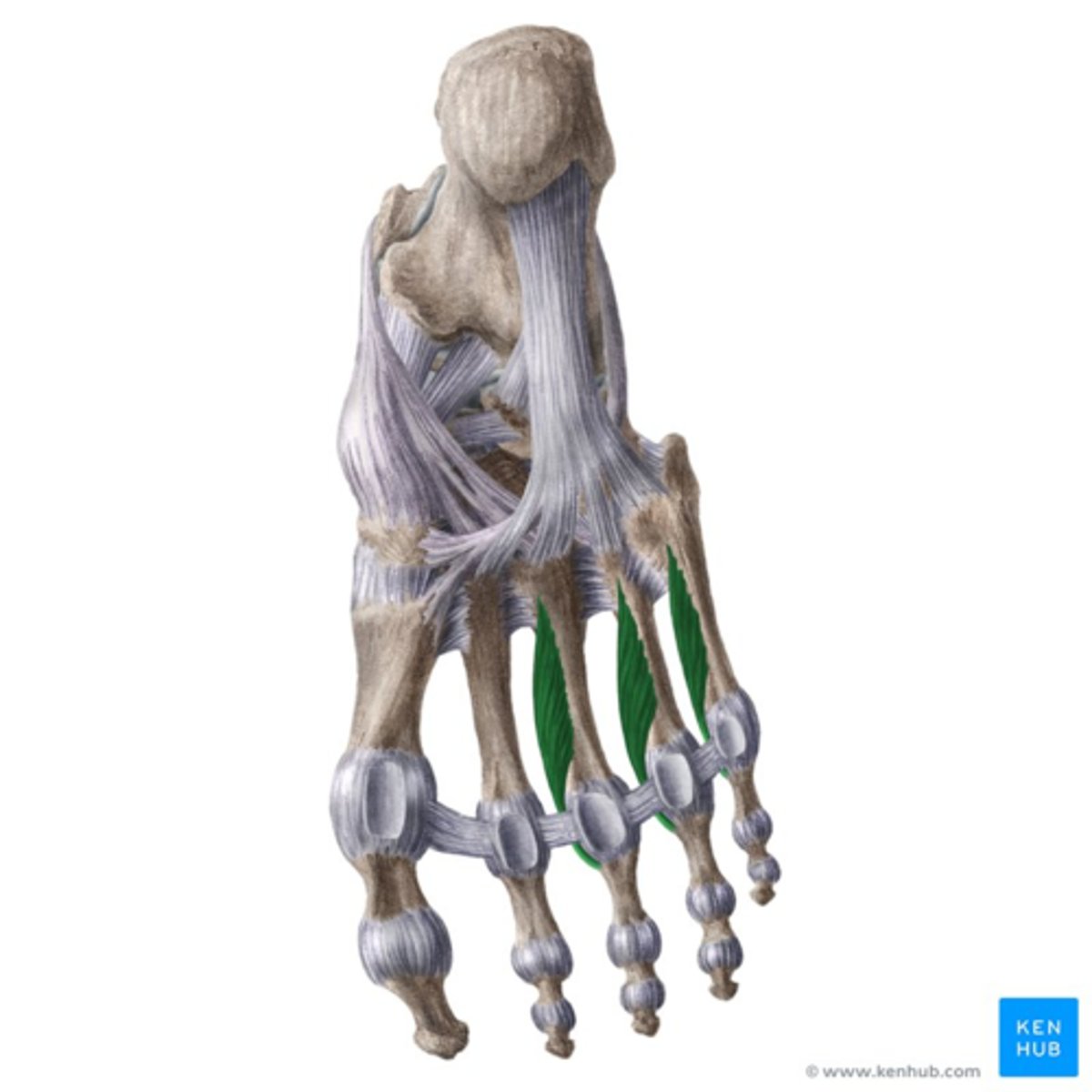 <p>O: met één kop op de bases vd mediale onderrand van metatersalen 3,4,5</p><p>I: mediale zijde vd bases vd proximale falanxen en strekaponeurose vd tenen 3 tot 5 (III-V)</p><p>W:</p><p>- adductie (PAD of VAD: plantaire of ventrale adductie) van tenen 3 t.e.m. 5 naar de aslijn doorheen de 2de teen</p><p>- helpen bij flexie MTP en extensie PIP en DIP van tenen 3 t.e.m. 5</p><p>inn: N. plantaris lateralis</p>