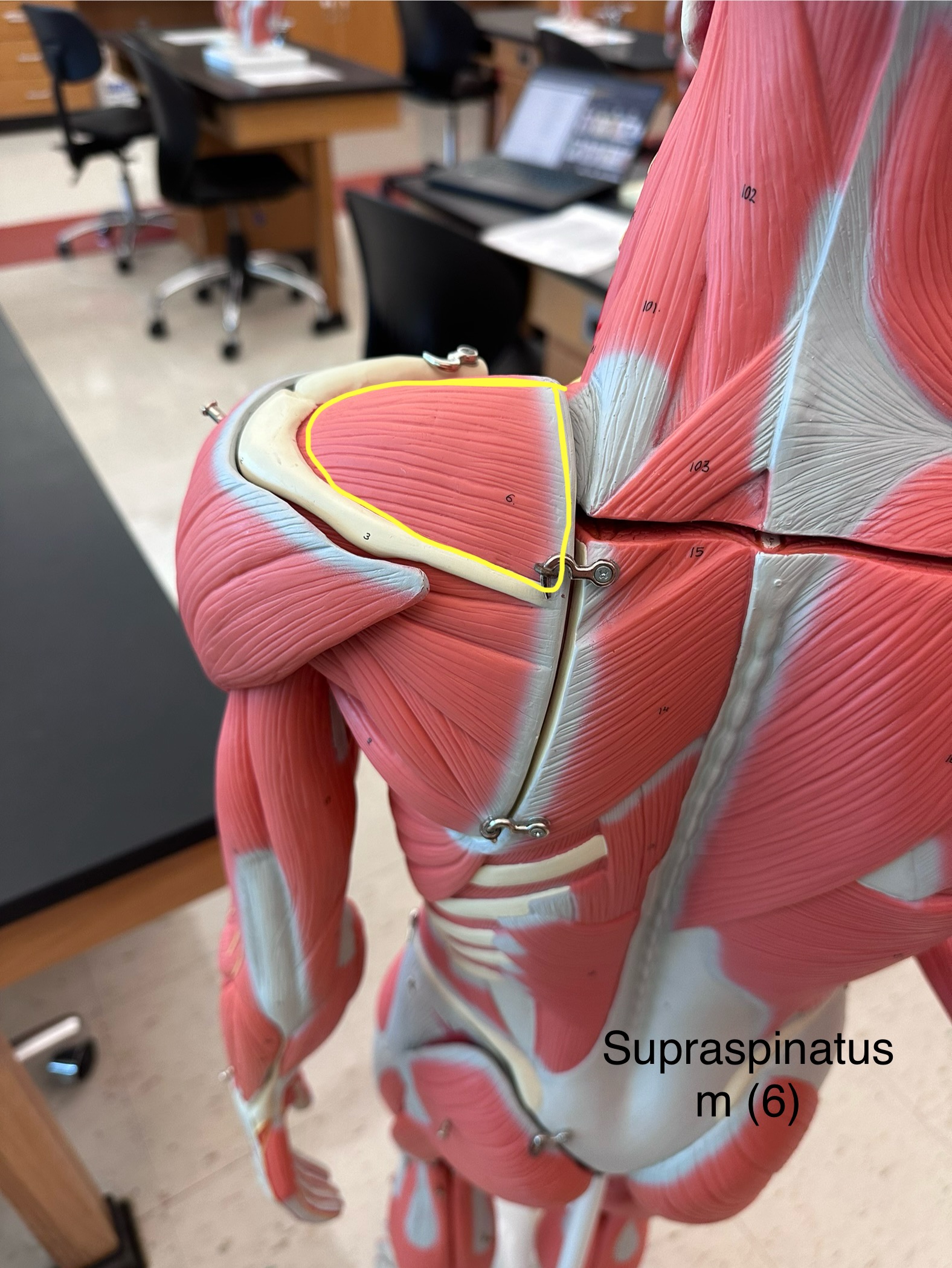 <p>Supraspinatus muscle. This muscle initiates the abduction of the arm.</p><ul><li><p>The origin is the supraspinous fossa of the scapula.</p></li><li><p>The insertion is the superior part of the greater tubercle of the humerus.</p></li></ul>