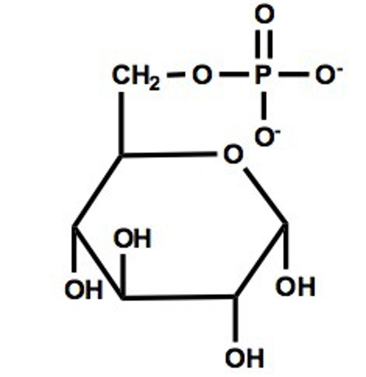 <p>glucose-6-phosphate</p>