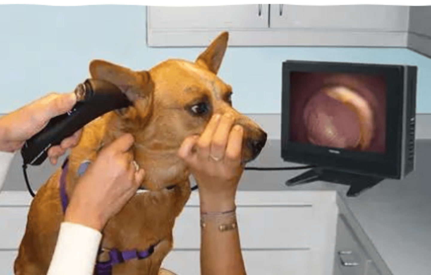 <p>the instrument being used is called ____</p>