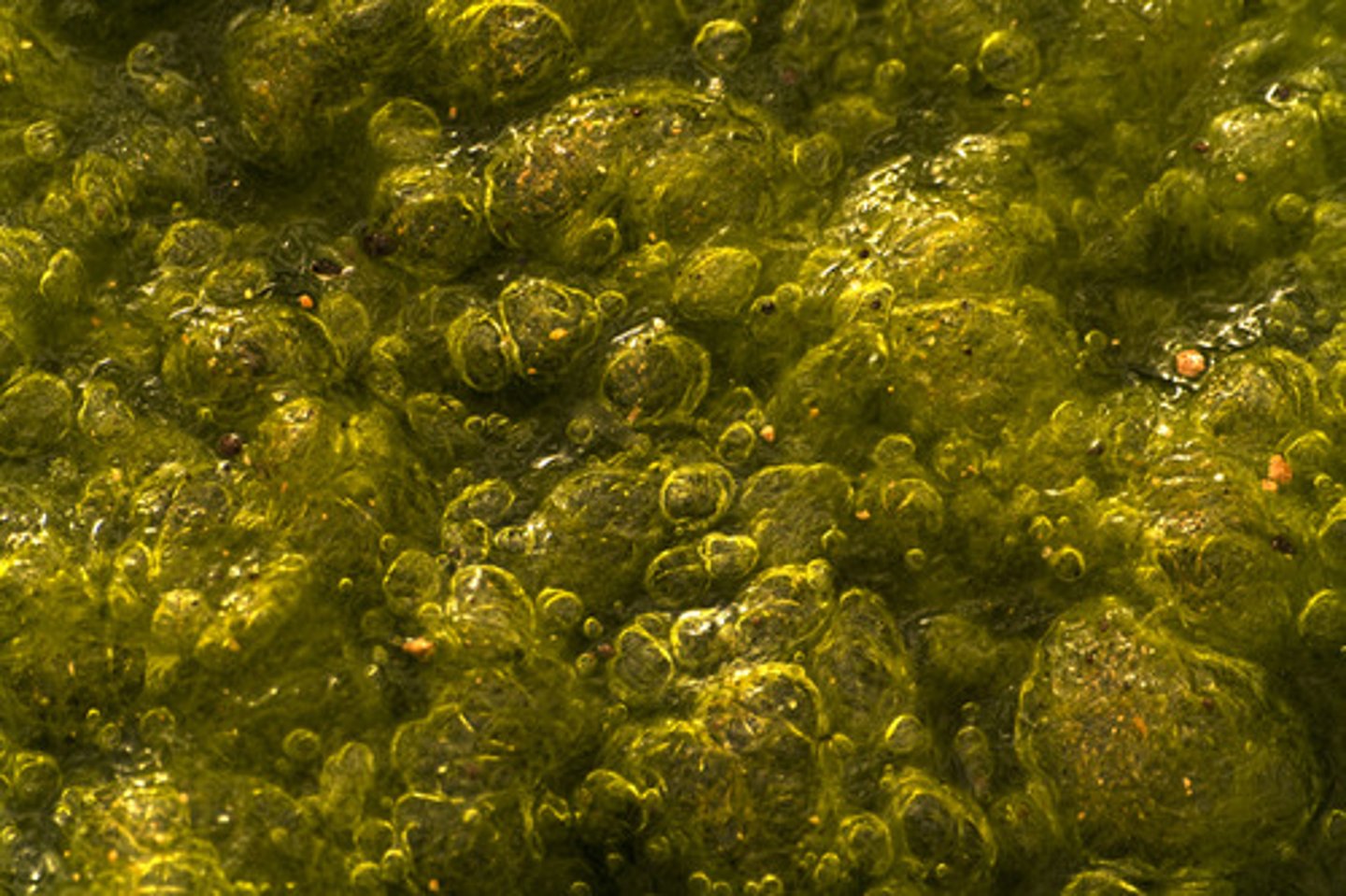 <p>Study of algae.</p>