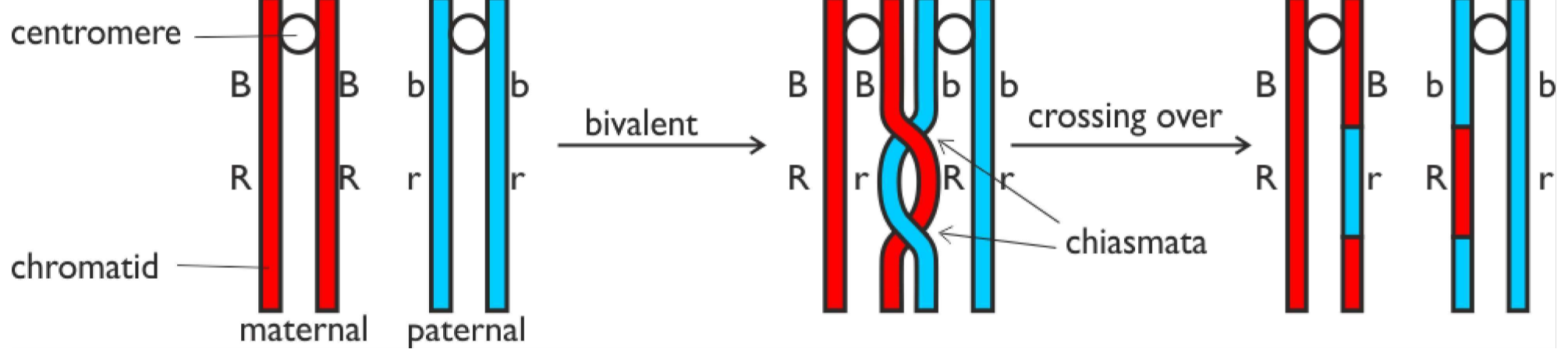 <p>This happens at prophase 1 of meiosis  where the bivalents first form. whilst the 2 homologous chromosomes are joined in a bivalent bits from one chromosomes are swapped with corresponding part of the other chromosomes </p>