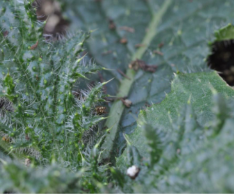 <p>Bull thistle&nbsp;(Asteraceae)</p>