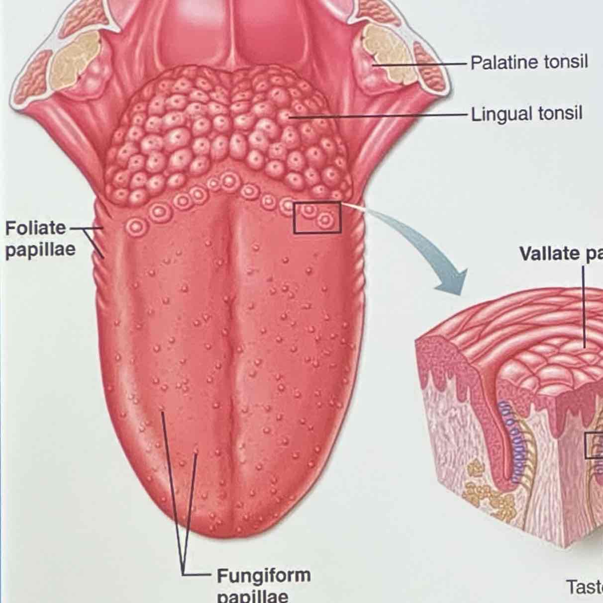 <p>on the papillae on the tongue</p>
