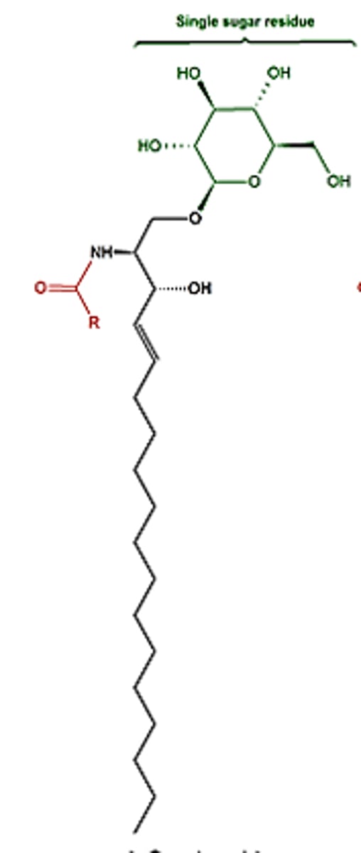 <p>these are ceramides that have only one sugar unit linked to the sphingosine’s OH group.</p>