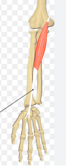 <p>Name muscle and its function</p>