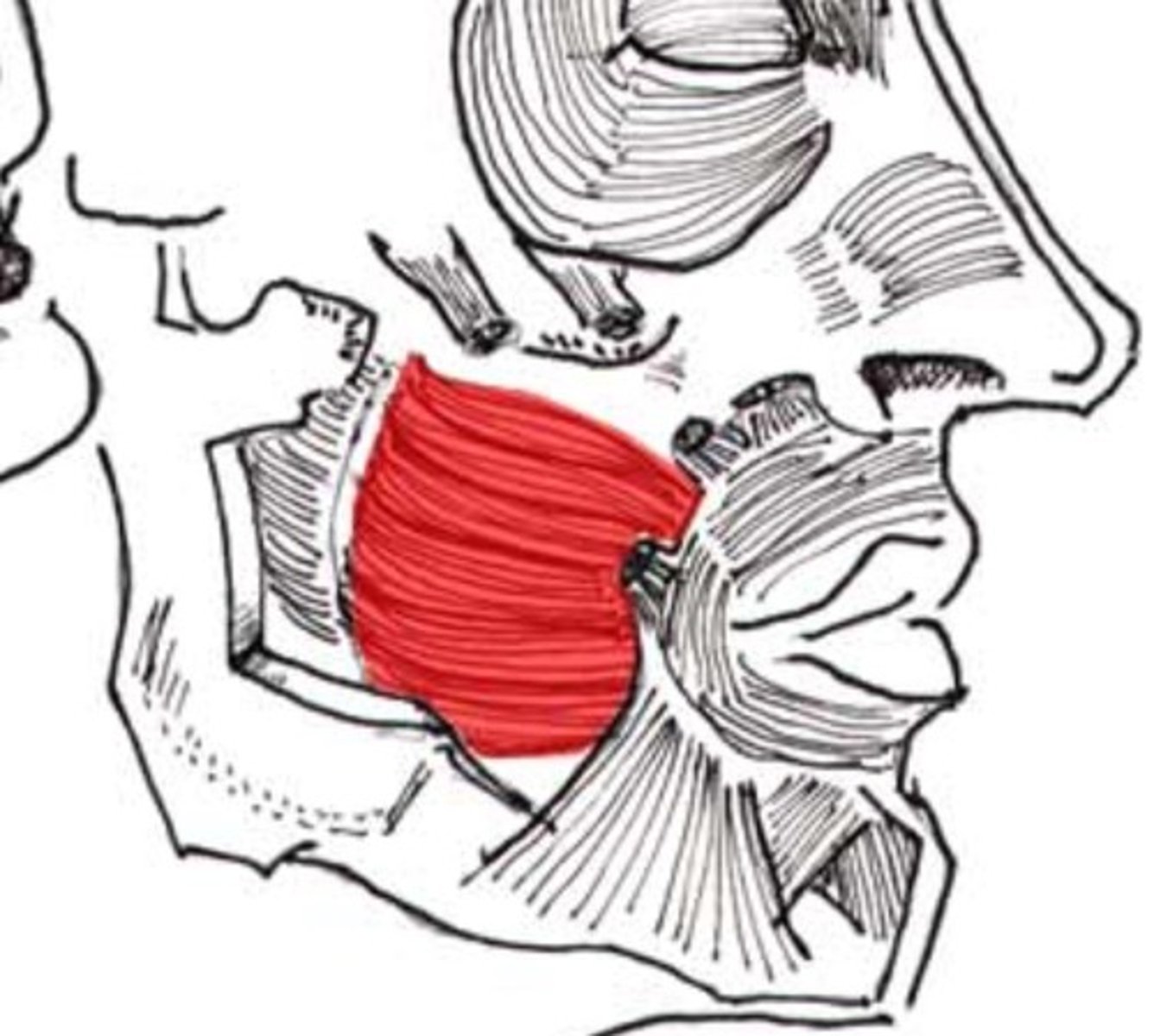 <p>Maxilla, mandible, and pterygoid raphe</p>