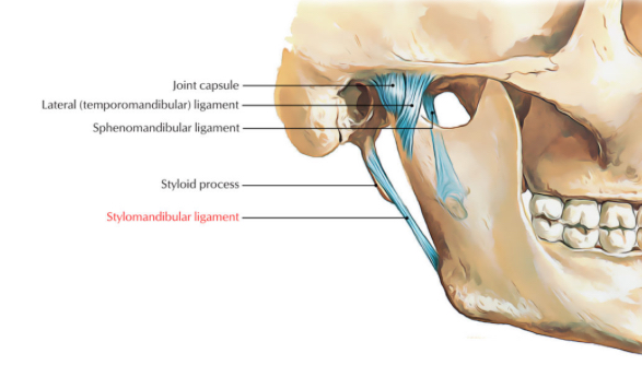 <p>A ligament that connects the styloid process to the mandible, associated with the temporomandibular joint.</p>