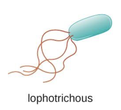<p>flagella in clumps (bundled)</p>