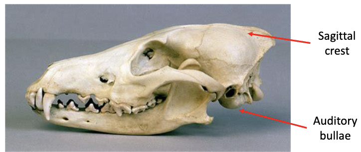 <p>rounded, hollow, thin-walled structure (ex. auditory bullae)</p>