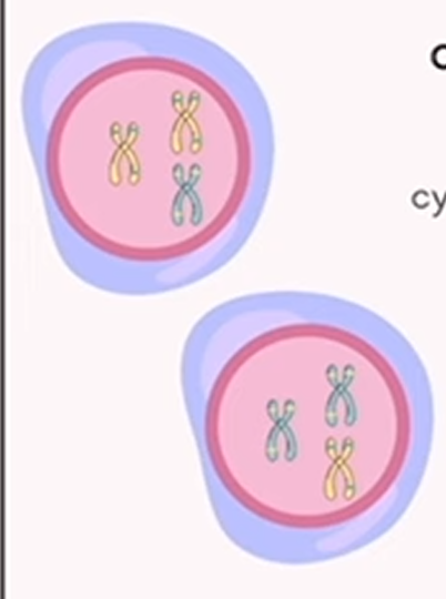 <p>meiosis: cytokinesis</p>