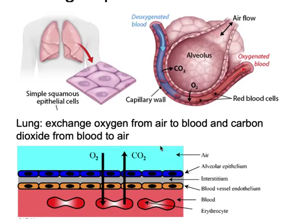 <p>Exchange Epithelium</p>