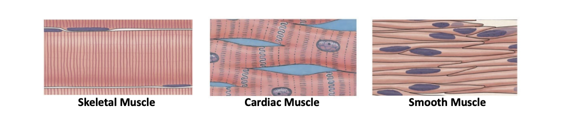 <ol><li><p>Skeletal Muscle: Attaches to bone- moves things at the joints</p></li></ol><p>2. Cardiac Muscle: Forms the heart</p><p>3. Smooth Muscle: Located within walls of hollow organs, like blood vessels, in intestines to contract and push food through</p><img src="https://knowt-user-attachments.s3.amazonaws.com/133d4f77-3774-43b3-951b-3dc346e05ecd.png" data-width="100%" data-align="center"><p></p>