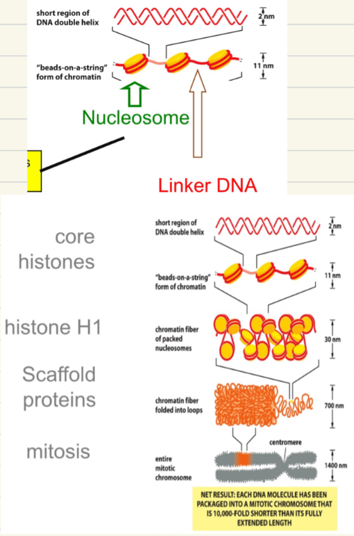 <ul><li><p>observed as ‘beads on a string’</p></li><li><p>DNA. Wraps 1.65 times around the 8 core histone to form nucleosomes</p></li><li><p>Histones are +ve charged DNA is -ve</p></li><li><p>Core Histones = H2A, H2B, H3, H4</p></li><li><p>H1 = brings nucleosome together to form a chromatin fibre</p></li><li><p>Chromatin further condensed by scaffold proteins </p></li><li><p>10,000 fold shorter than extended length </p></li></ul><p></p>