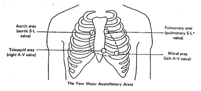 <p>represent where sounds from each valve can be heart most clearly</p>