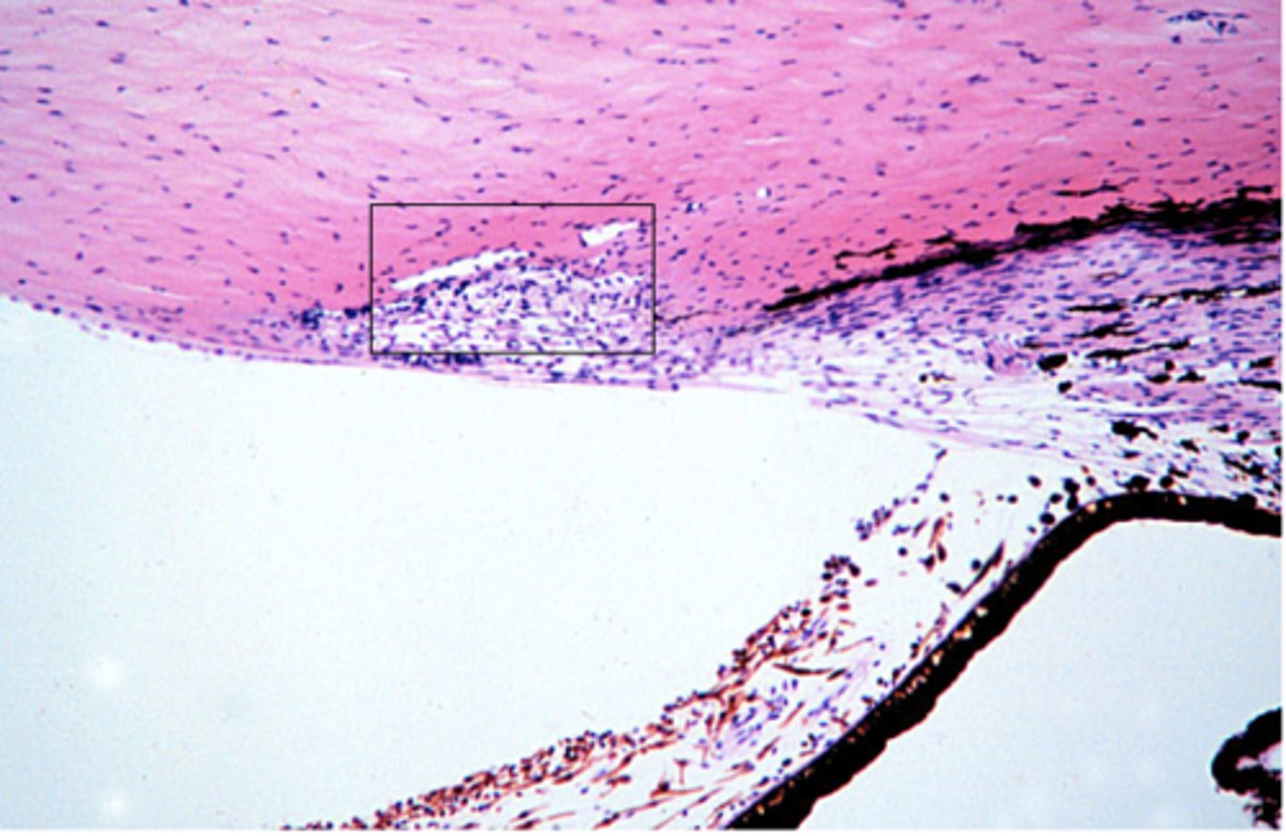 <p>Identify the specific structure</p>