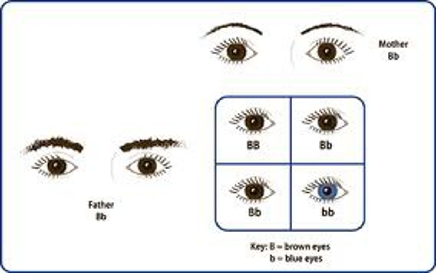 <p>An allele whose trait always shows up in the organism when the allele is present. Represented by upper case letter</p>