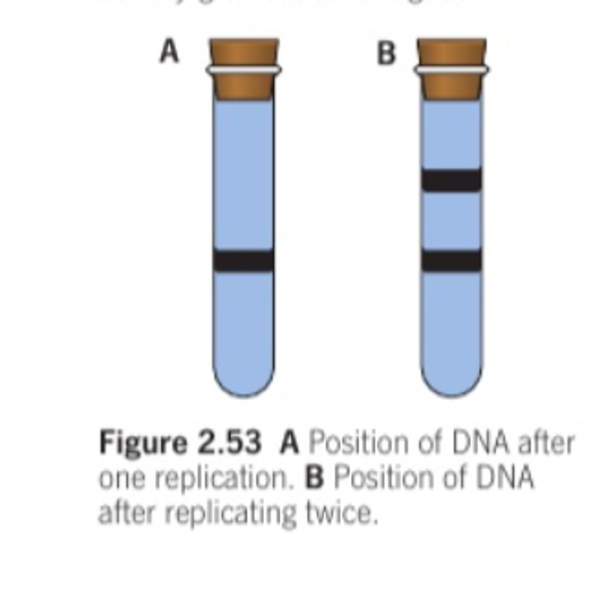 <p>Meselson and Stahl's experiment: </p><p>-Bacteria grown in heavy nitrogen isotope (N15) </p><p>[DNA strands=heavy:heavy] </p><p>-Bacteria is transferred to lighter nitrogen isotope (N14)</p><p>-After one generation, medium (weight) DNA was observed</p><p>[DNA strands= heavy:light]</p><p>-After another generation, another band appeared that was entirely light (N14)</p><p>[DNA strands= light:light]</p><p>-this refuted the conservative and fragmentary replication models</p><p>-it supported the semi conservative model</p>