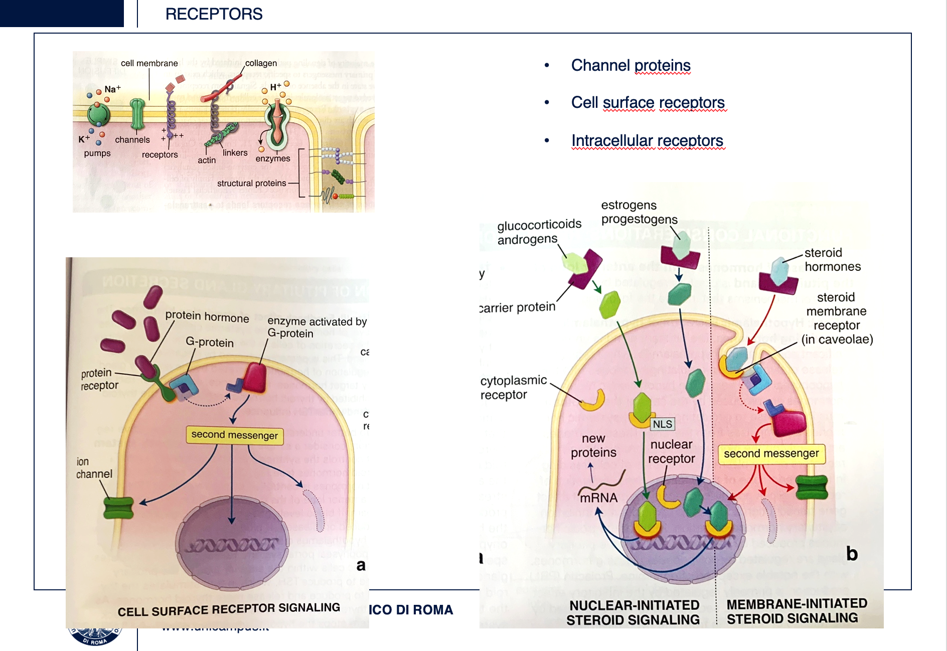 <p>The first class of receptors is constituted by channel proteins receiving signals from extracellular environment or directly from other cells (i.e. synapses in nervous tissue or gap junctions present in many tissues). Binding of an hormone with surface receptor, initiate a process involving signaling reactions which may include</p><p><strong>G proteins</strong>, so called because OF their ability to hydrolize GTP and various protein kinases resulting in the synthesis of second messanger molecules.&nbsp;</p><p><strong>Examples of such systems include:</strong></p><p>cyclic adenosine monophosphate cAMP,</p><p>cGMP guanosine,</p><p>tyrosine kinase system.&nbsp;</p><p><strong>Examples of second messanger include</strong></p><p>cAMP,</p><p>diacylglicerol,</p><p>inositol triphosphate or Ca.</p><p>As example of intracellular receptors the action of steroid hormones is shown here (panel b). Some steroid hormones cross the membrane and bind to specific intracellulars receptors causing allosteric transformation of these molecules and the complex travel to nucleus, guided by the nucleus localizator signal where they binds DNA and promote or regulate transcription of specific genes. Other hormones go directly into the nucleus. The complex of hormone and nuclear receptor is the transcription factor.</p><p></p>