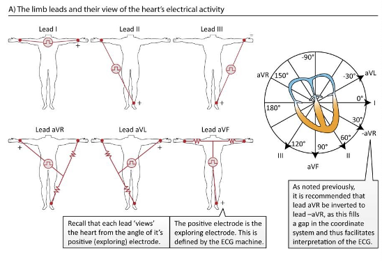 <p>aVR, aVL, aVF</p>