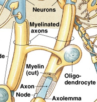 <p>What part of the oligodendrocytes:</p><ul><li><p>Increases speed of action potentials</p></li><li><p>Myelin insulates myelinated axons</p></li><li><p>Makes nerves appear white (white matter)</p></li></ul><p></p>