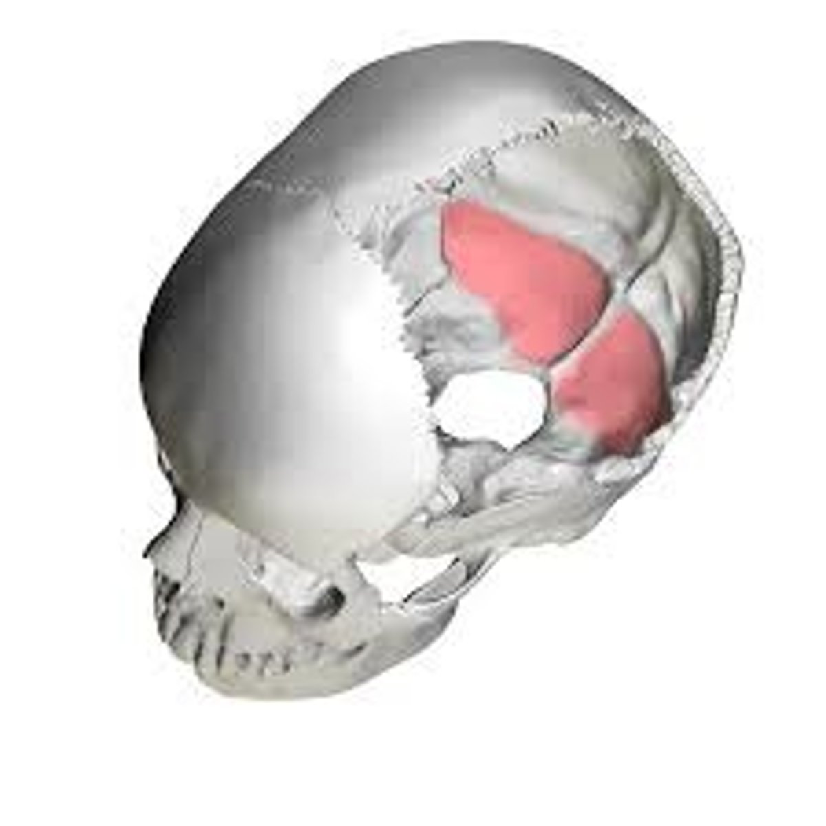 <p>occupy inferior part of endocranial surface of the occipital squama, houses cerebellar lobes</p>