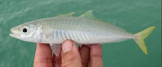 <p>The lateral line is very arched with small black spots on the curved portion</p><p>greenish dorsally with whitish yellow below</p><p>yellow caudal fin</p><p>enlarged scutes on the base of the tail</p><p>small black spot on opercule</p>