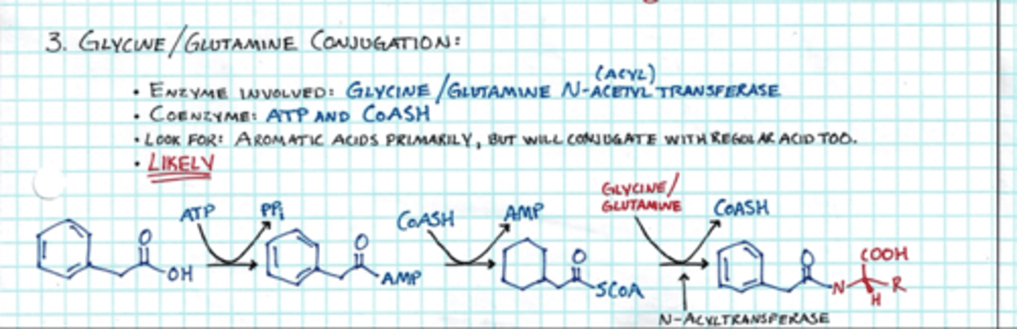 <p>glycine and glutamine; added to COOH (makes new amide bond)</p>