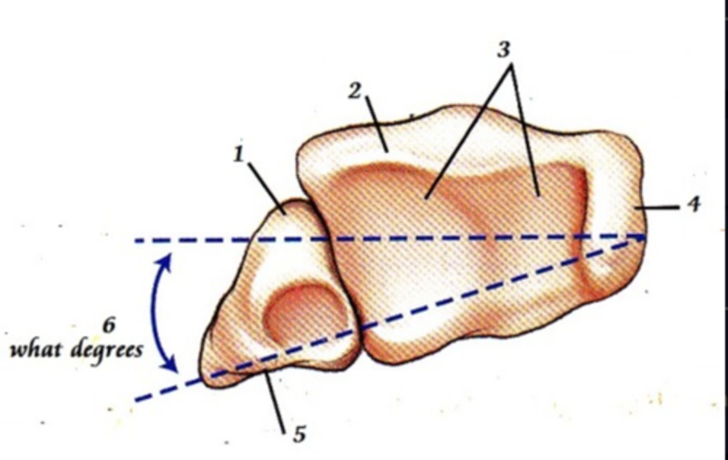 <p>what plane is the straight one</p>