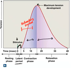 <p><span style="font-family: &quot;Times New Roman&quot;, serif">during the first 5 msec of contraction phase, muscle will not respond to a stimulus of any intensity</span></p>