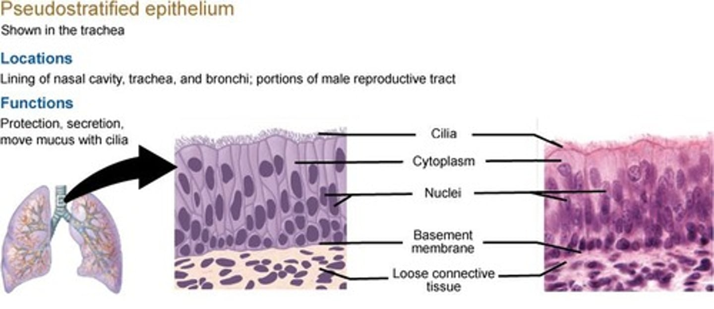 <p>Cells appear to be stratified but are actually one layer of cells made up of different sizes; functions for protection and secretion.</p>