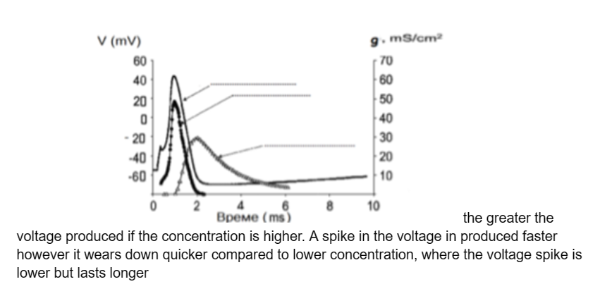 <ol><li><p>(top) action potential</p></li><li><p>(middle) Na<sup>+ </sup>conductance (Na<sup>+</sup> channels)</p></li><li><p>(bottom) K<sup>+ </sup>conductance (K<sup>+ </sup>channels)</p></li></ol>