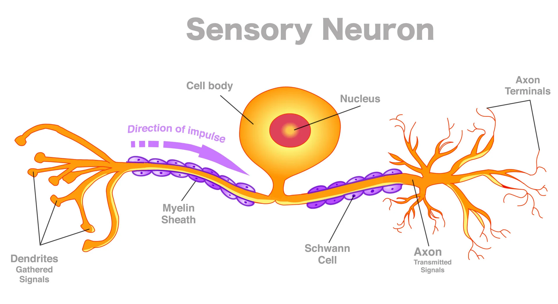 <p>Sensory neurons detect</p>