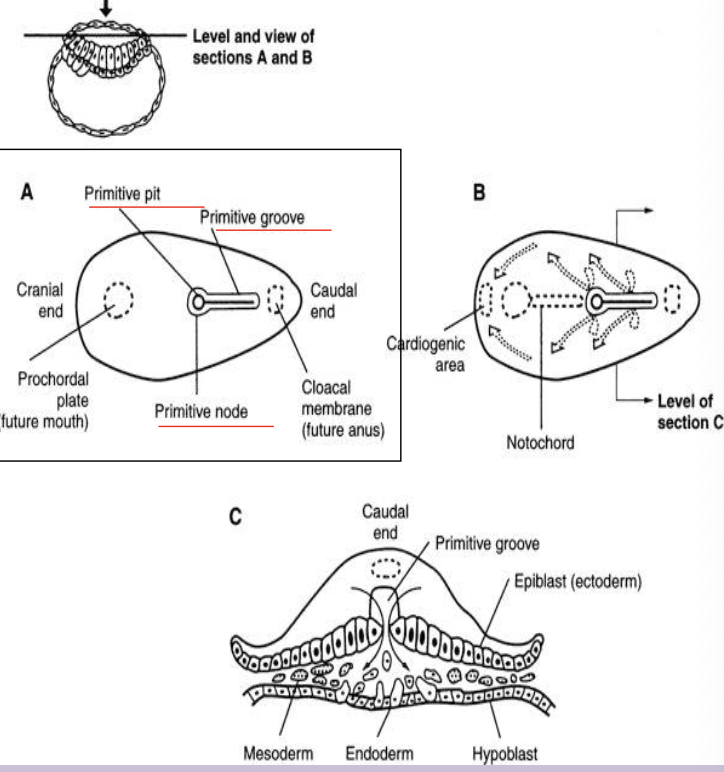 <p>Linear band of thickened ectodermal cells appearing caudally; site of cell migration during gastrulation.</p>