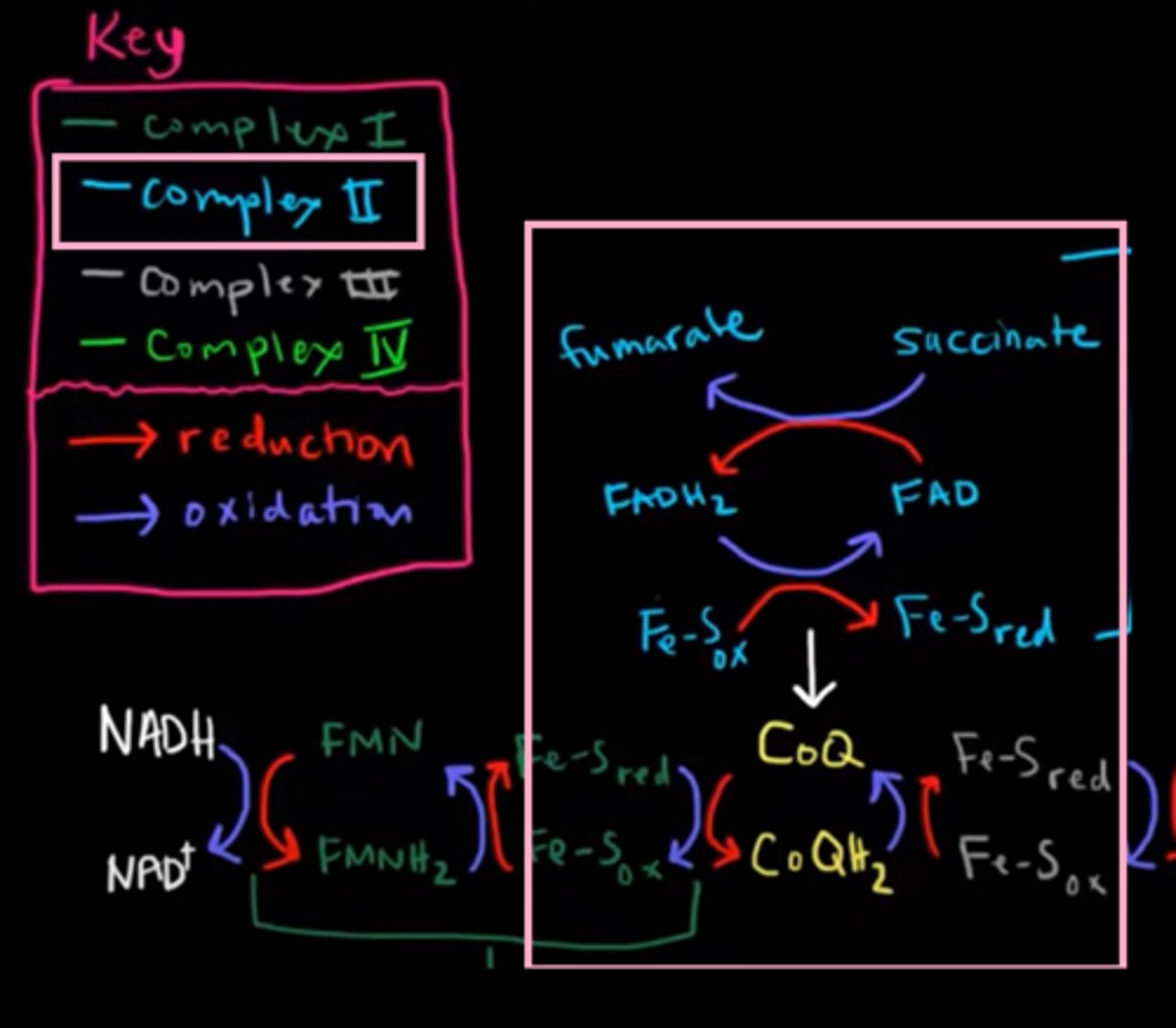 <p>contain prostatic groups: </p><p>1. FAD </p><p>2. Fe-S clusters (Iron-sulfur clusters)</p><p>3. Heme - doesn't transfer e⁻ but it suppress e⁻ leakage from complex II, which can result in the formation of oxygen radicals.</p><p>consists of two parts:</p><p>1. succinate dehydrogenase - participate in Kreb's cycle, oxidize Succinate to Fumarate &amp; release e⁻ into complex II.</p><p>2. this part consists of FAD₂ &amp; UQ, which recieve e⁻ from part 1 of complex II.</p>