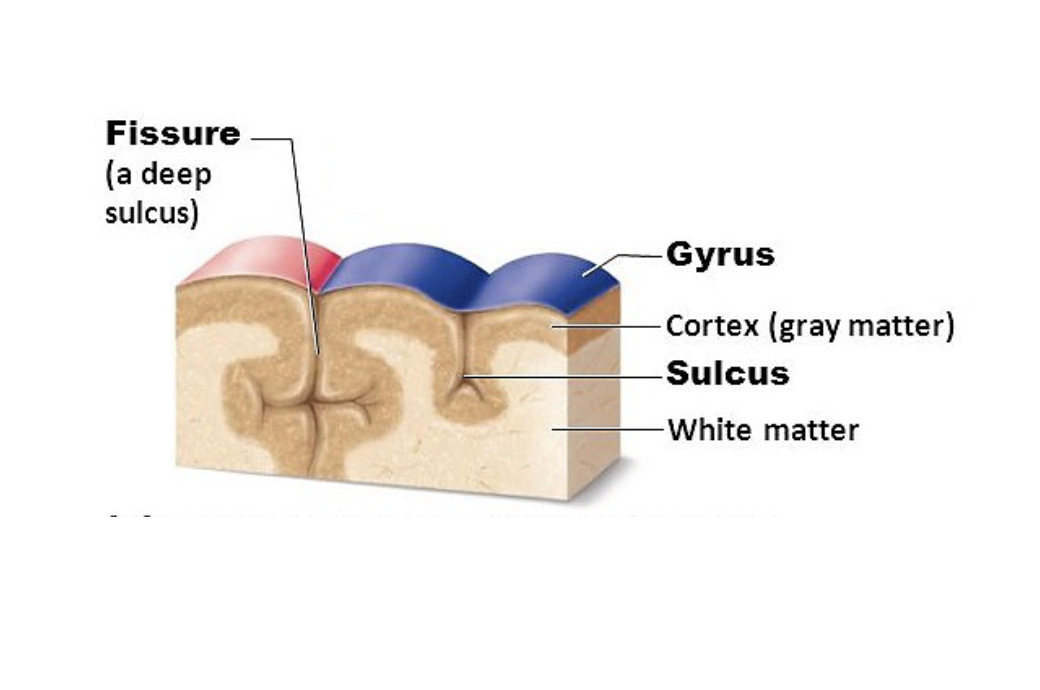 <p><span style="color: rgb(0, 0, 0);"><span>gyrus (gyri) - bumps<br>• sulcus (sulci) - grooves or folds<br>• fissure = deep groove<br>• these landmarks form the borders of the lobes and other regions of the cerebrum</span></span></p>