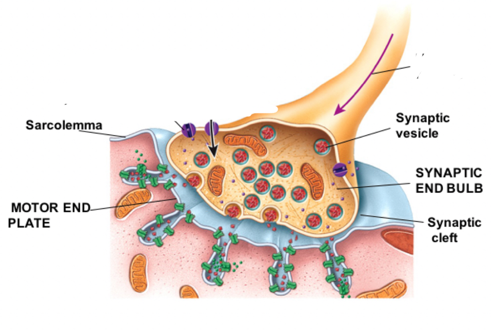 <p>Narrow space separating the Synaptic Knob from the Motor End Cleft.</p>