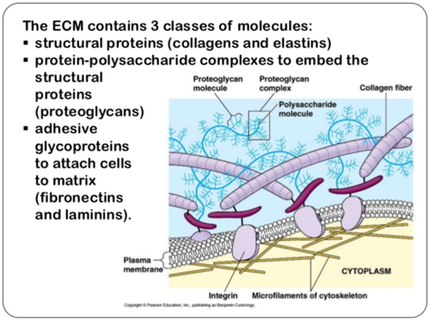 <p>Collagen, Cellulose, GAGS</p>