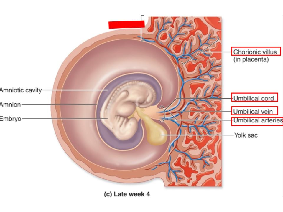 <p>with chorionic villi</p>