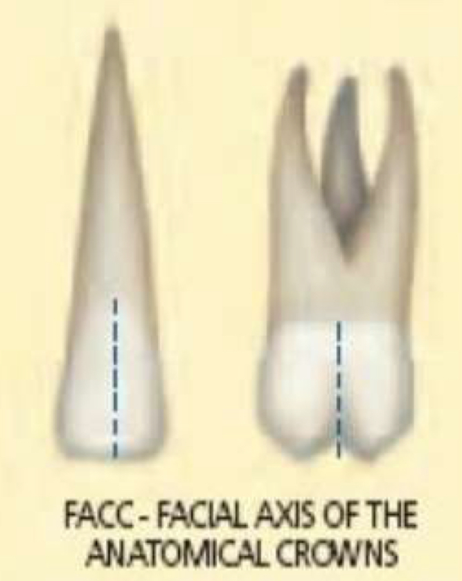 <p>On prominent portion of central lobe on facial surface vs Buccal groove that separates the facial cusp</p>