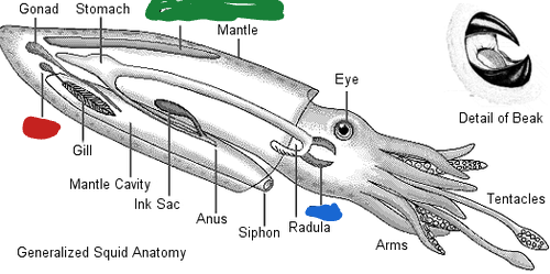 <p>Blue anatomy part of this cephalopod?</p>